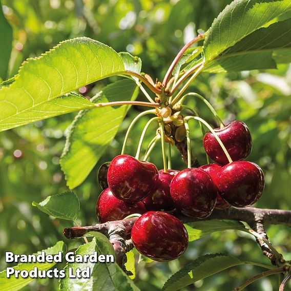 Cherry & Plum Duo (Mini Fruit Trees)