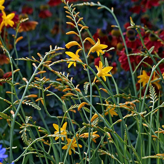 Crocosmia 'George Davison'