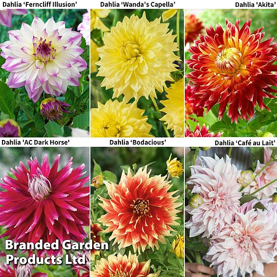 Dahlia 'Dinner Plate' Collection