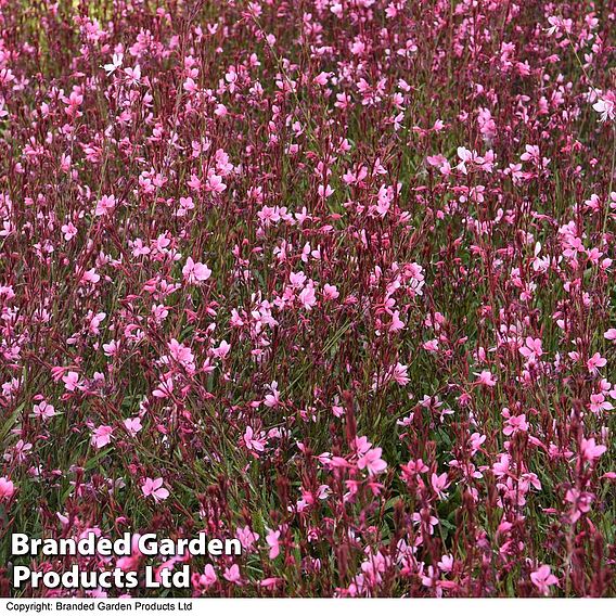 Gaura 'Baby Butterfly Dark Pink'