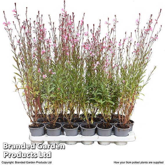 Gaura 'Baby Butterfly Dark Pink'