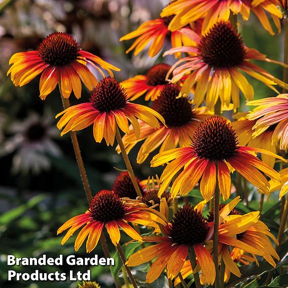 Echinacea 'Parrot'