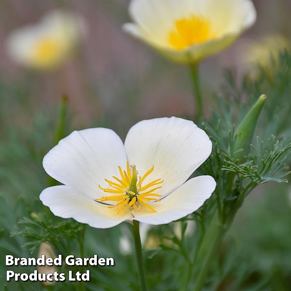 Eschscholzia Single White - Seeds