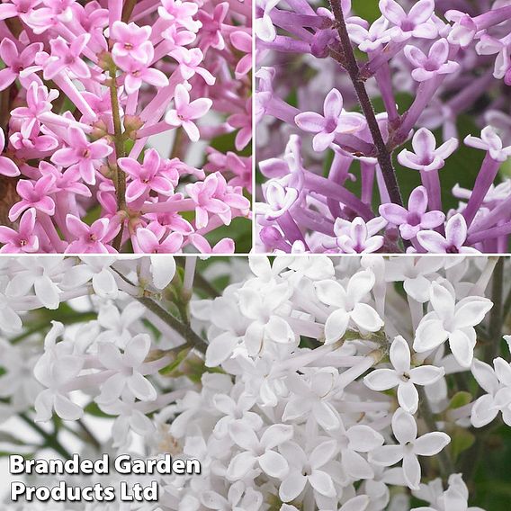 Syringa Flowerfesta® Collection