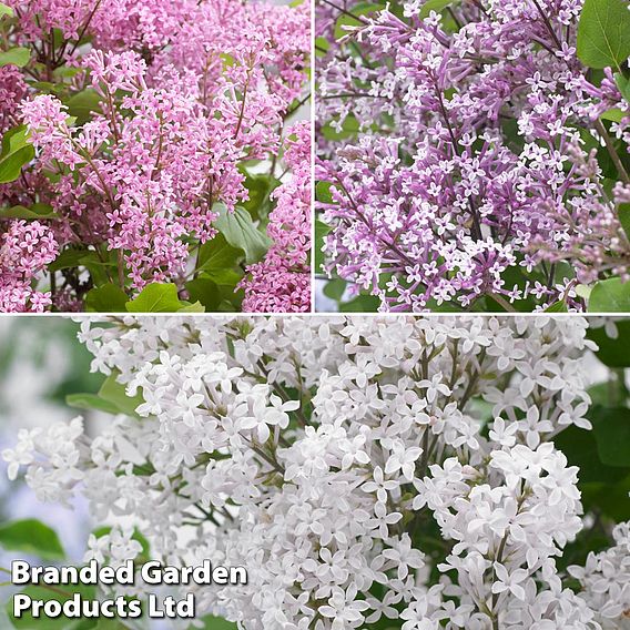 Syringa Flowerfesta® Collection