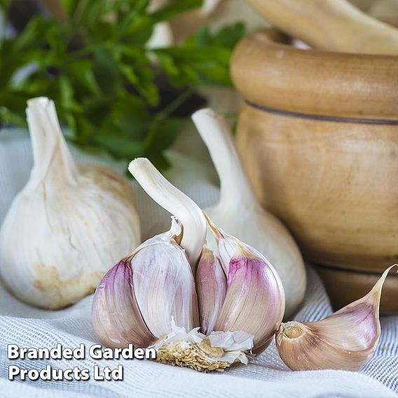 Garlic Trio Collection