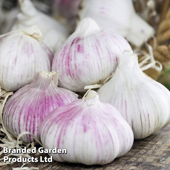 Garlic Trio Collection