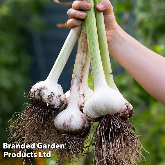 Garlic Trio Collection