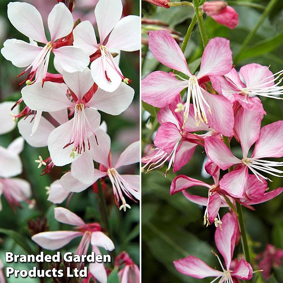 Gaura 'Gambit Duo'