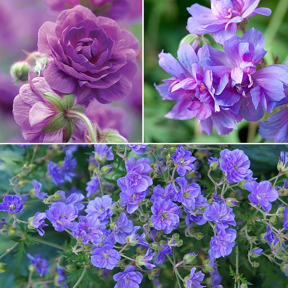 Geranium Hardy Double Collection