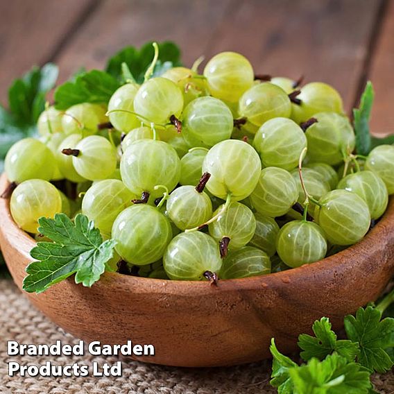 Gooseberry 'Hinnonmaki Green'