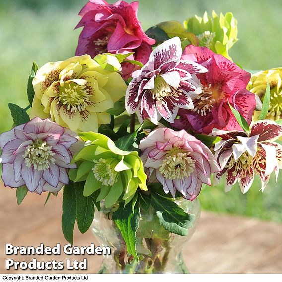 Hellebore 'Breeder's Mix'