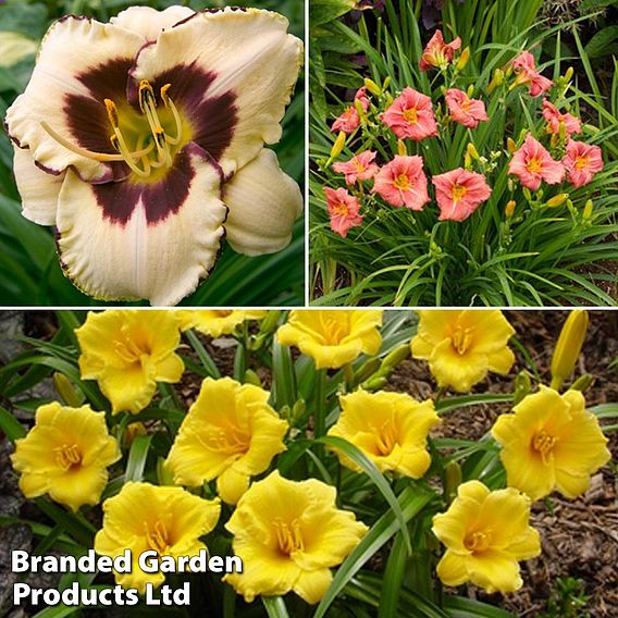 Hemerocallis 'Re-Blooming Collection'