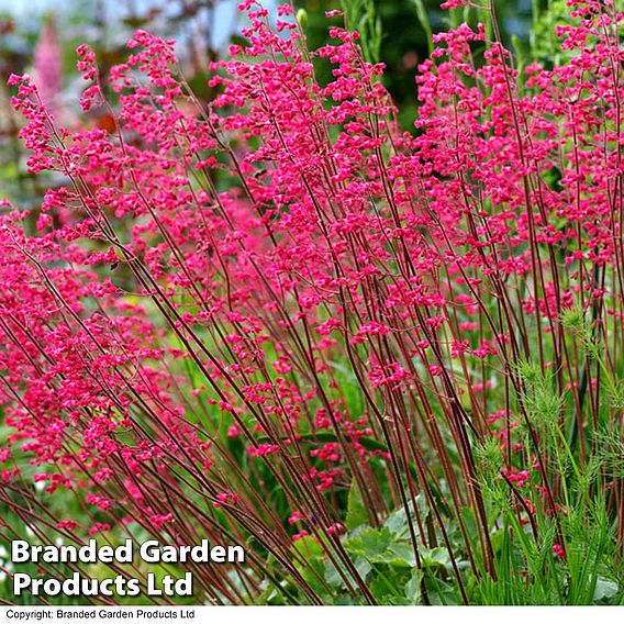 Heuchera 'Paris'