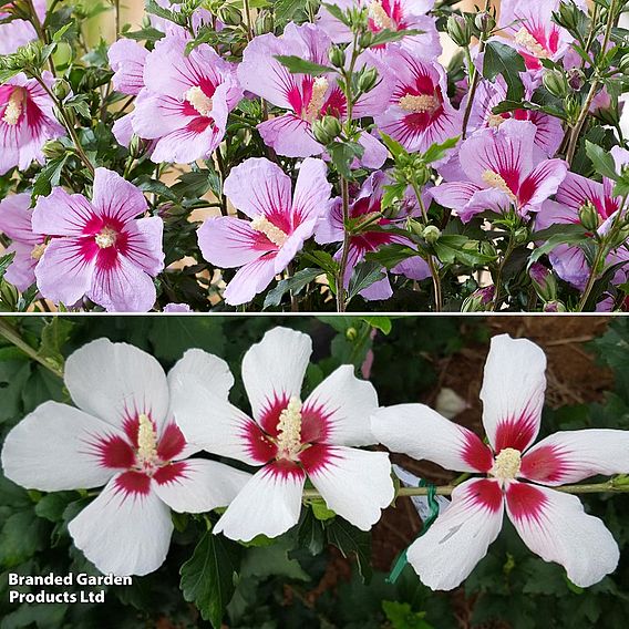 Hibiscus syriacus 'Little Legends Duo'