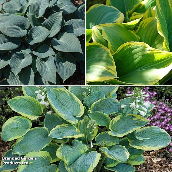 Hosta Decorative Collection