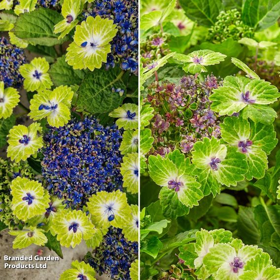 Hydrangea 'Tellar Green Dream Duo'