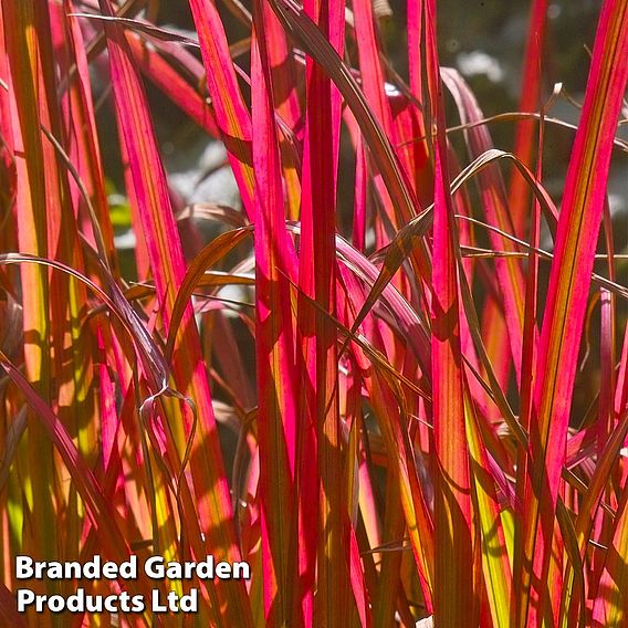 Imperata cylindrica 'Rubra'