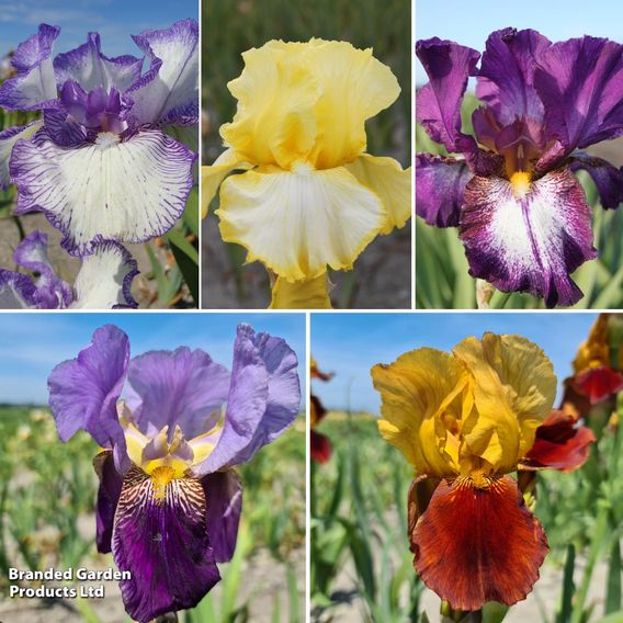 Iris Reblooming Autumn Collection