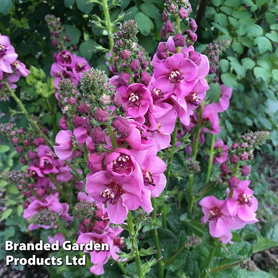 Verbascum 'Lavender Lass'