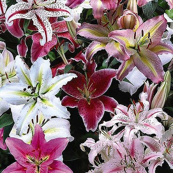Suttons Lily Giant Oriental Collection