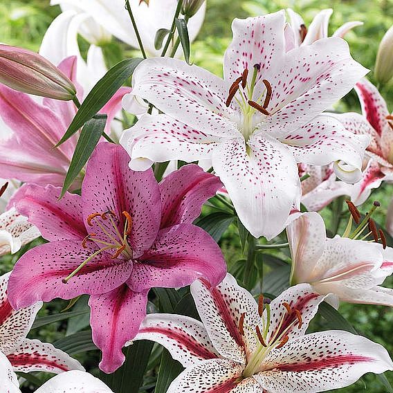 Suttons Lily Giant Oriental Collection