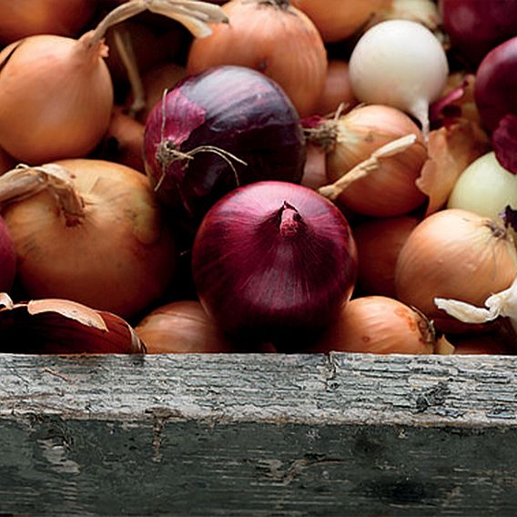 Onion Mixed Red, White & Brown (Autumn Planting)