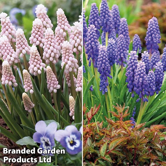 Muscari Duo