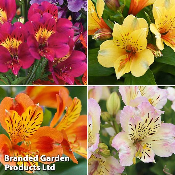 Alstroemeria Nurserymans Choice