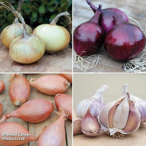 Bumper Onion, Garlic & Shallot Collection