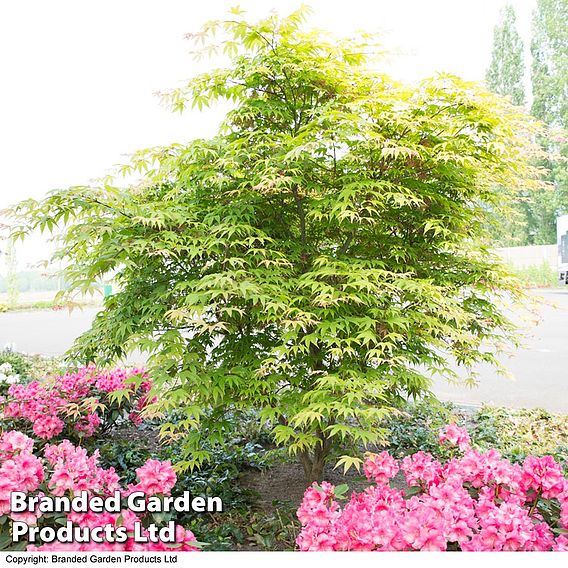 Acer palmatum 'Osakazuki'