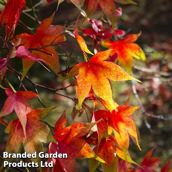 Acer palmatum 'Osakazuki'