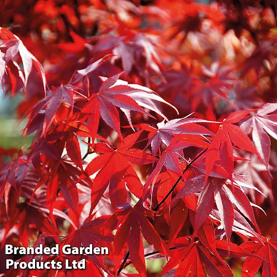 Acer palmatum 'Osakazuki'