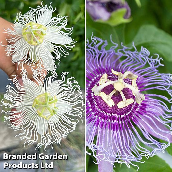 Passiflora Cooltropics Duo'