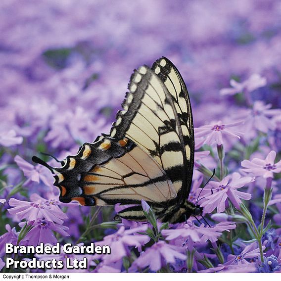 Nurserymans Choice Alpine Phlox