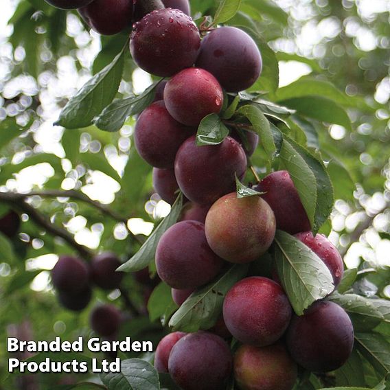 Plum 'Marjorie's Seedling'