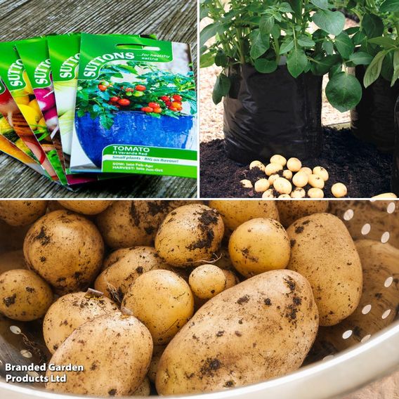 Potato 'Maris Piper' Suttons Patio Kit