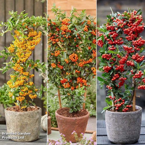 Pyracantha 'Star Trio'