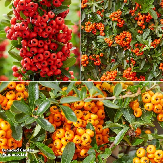 Pyracantha 'Star Trio'