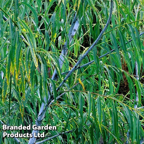 Salix acutifolia 'Blue Streak'