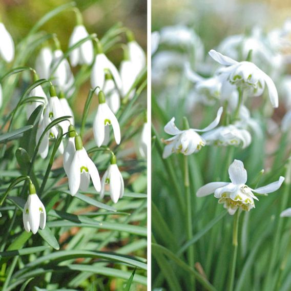 Snowdrop Collection In The Green