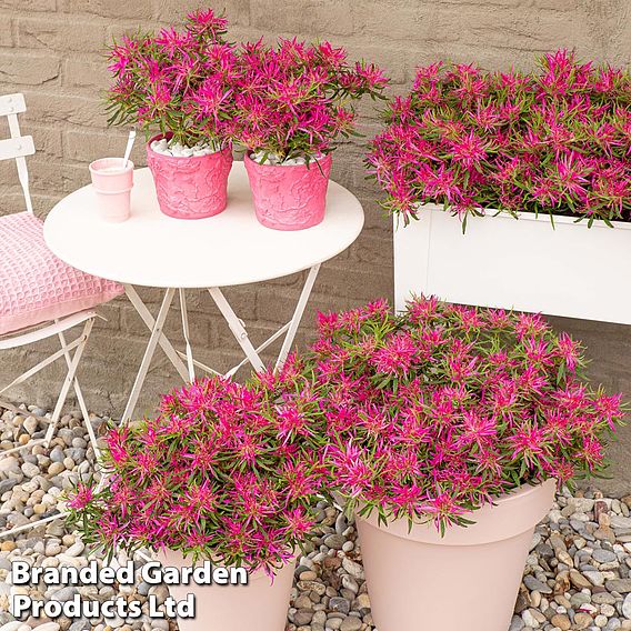 Azalea 'Starstyle Pink'