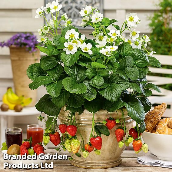 Strawberry Potted Duo