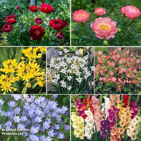 202 Summer Colour Bulb and Bare Root Collection