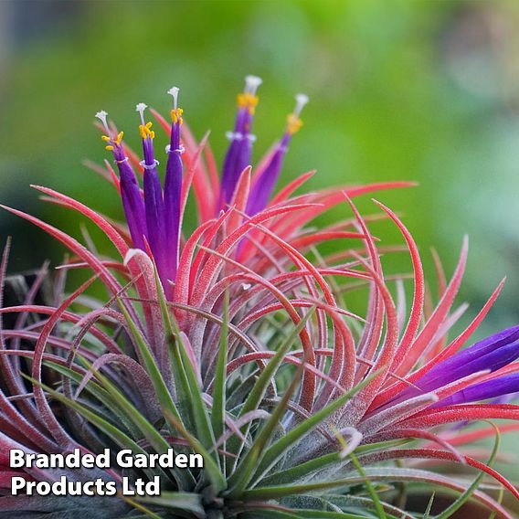 Tillandsia ionantha