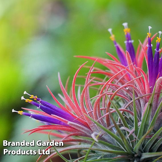 Tillandsia ionantha