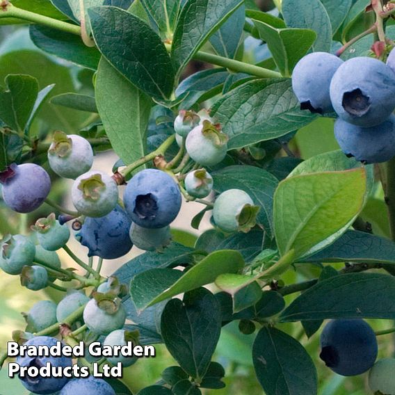 Blueberry 'Top Hat'