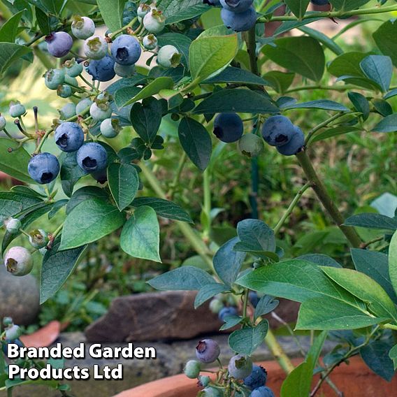 Blueberry 'Top Hat'