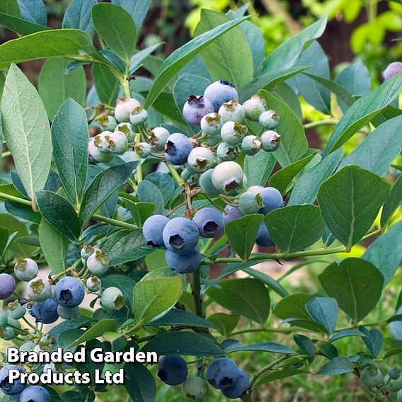 Blueberry 'Top Hat'