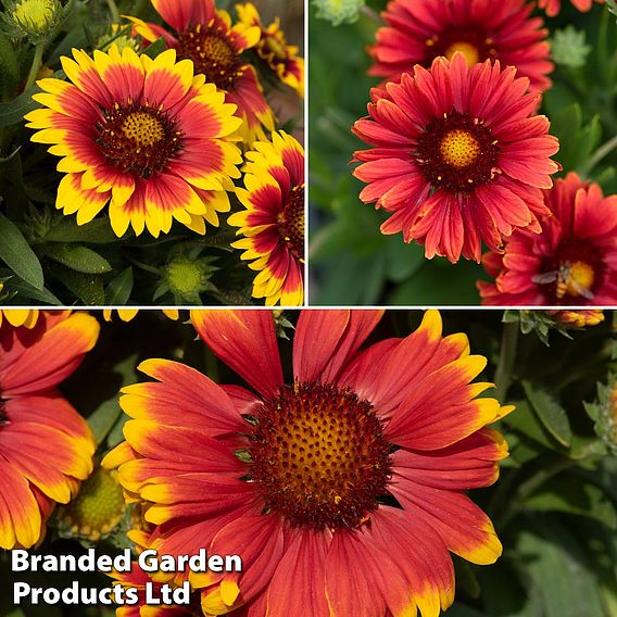 Gaillardia 'Guapa Collection'